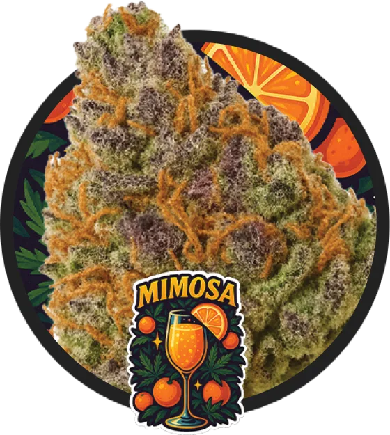 Mimosa Auto artwork
